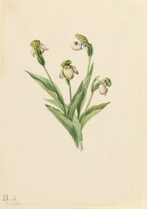 Zapatilla de dama del norte Cypripedium passerinum, 1916 de Mary Vaux Walcott