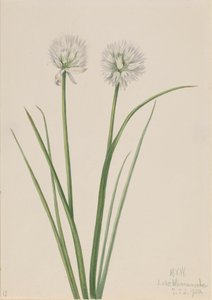 Cebolla del norte Allium sibiricum, 1920