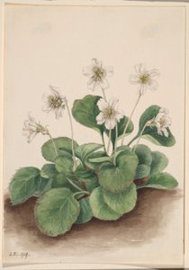 Campanillas de Oconee (Shortia galacifolia)