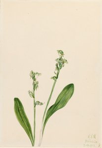 Orquídea de una hoja Habenaria obtusata de Mary Vaux Walcott