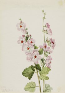 Malva de ojos anaranjados (Sphaeralcea davidsonii) de Mary Vaux Walcott