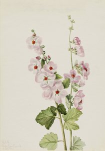 Malva de Ojo Naranja Sphaeralcea davidsonii, 1926 de Mary Vaux Walcott