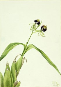 Orquídea (Epidendrum cochleatum) de Mary Vaux Walcott