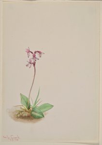Orchis (Orchis rotundifolia) de Mary Vaux Walcott