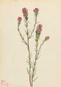 Trébol búho (Orthocarpus tenuifolius) de Mary Vaux Walcott