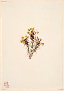 Trébol lechuza (Orthocarpus erianthus)