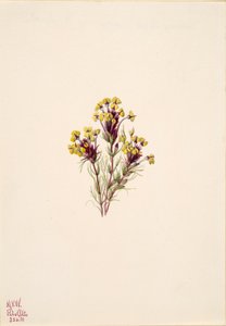 Trébol de búho Orthocarpus erianthus de Mary Vaux Walcott