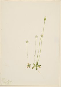 Oxytropis aepicola