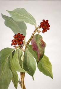 Cornejo del Pacífico (Cornus nuttallii) de Mary Vaux Walcott