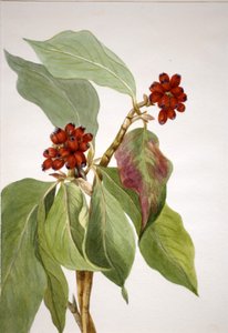 Pacific Dogwood Cornus nuttallii, 1933 de Mary Vaux Walcott