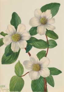 Cornejo del Pacífico Cornus nuttallii, 1933
