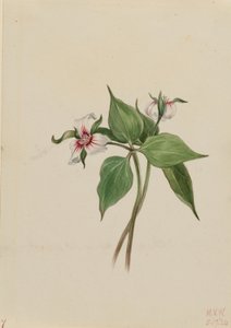 Trillium pintado (Trillium undulatum) de Mary Vaux Walcott