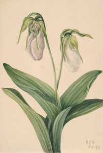 Zapatilla de dama pálida Cypripedium acaule, 1919 de Mary Vaux Walcott