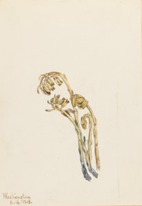 Pinosapo pálido (Hypopitys americana) de Mary Vaux Walcott