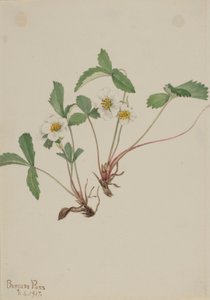 Fresa pálida (Fragaria glauca)