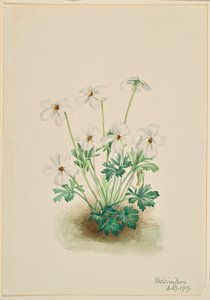 Violeta pensamiento (Viola pedata) de Mary Vaux Walcott