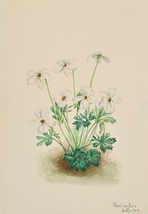 Pensamiento Violeta Viola pedata, 1919 de Mary Vaux Walcott