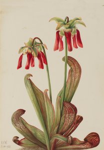 Planta Jarra de Loro Sarracenia psittacina, 1925 de Mary Vaux Walcott