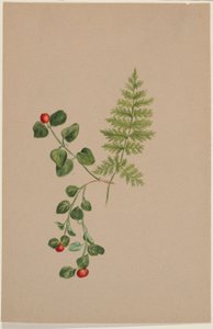Arándano perdiz (Mitchella repens) de Mary Vaux Walcott