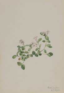 Mitchella repena, 1918 de Mary Vaux Walcott