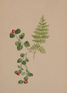 Partridgeberry Mitchella repens, ca. 1883