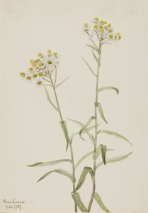 Perla Eterna Anaphalis margaritacea, 1917 de Mary Vaux Walcott