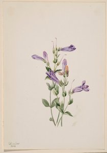 Penstemon (Penstimon fruiticosus) de Mary Vaux Walcott