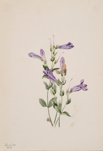 Penstemon Penstimon fruiticosus