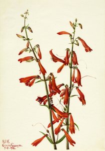 Pentstemon Pentstemon barbatus, 1934