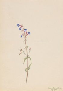 Pentstemon Pentstemon procerus