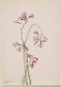 Pentstemon ambiguus de Mary Vaux Walcott