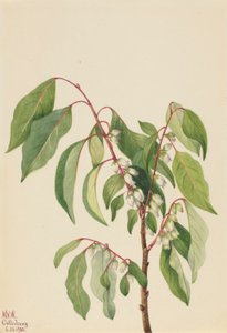 Caqui (Diospyros virginiana) de Mary Vaux Walcott
