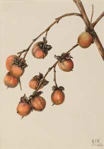 Caqui Diospyros virginiana, 1920 de Mary Vaux Walcott