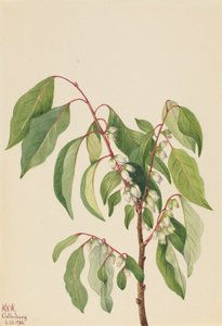 Caqui Diospyros virginiana, 1932 de Mary Vaux Walcott