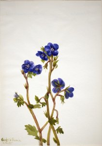 Phacelia Phacelia parryi, 1935 de Mary Vaux Walcott