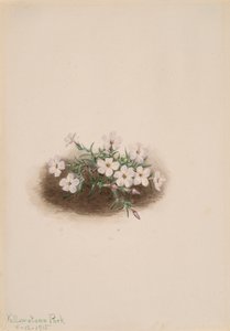 Phlox, 1915