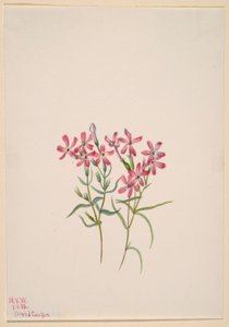 Phlox stansburyi de Mary Vaux Walcott