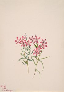 Phlox stansburyi, 1938 de Mary Vaux Walcott