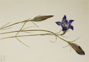 Genciana de Pinebarren (Gentiana porphyrio) de Mary Vaux Walcott