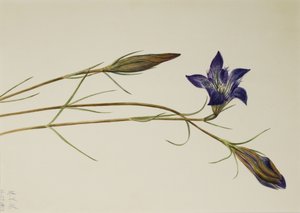 Genciana de Pinar Gentiana porphyrio, 1923 de Mary Vaux Walcott