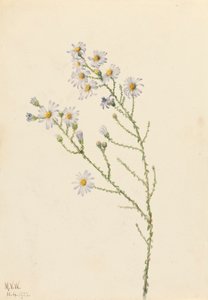 Aster de Pineland Aster squarrosus, 1922