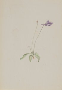 Pinguicula vulgaris, ca. principios de 1930 de Mary Vaux Walcott