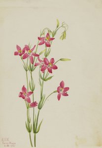 Centaurium rosa Centaurium venustum, 1925 de Mary Vaux Walcott
