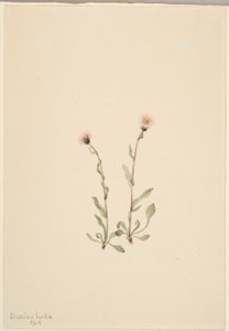 Florecilla rosada (Erigeron jucundus) de Mary Vaux Walcott