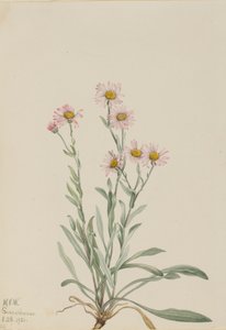 Erigeron caespitosus rosado de Mary Vaux Walcott
