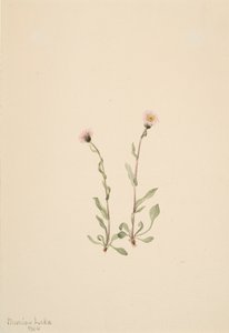 Erigeron rosado, 1904