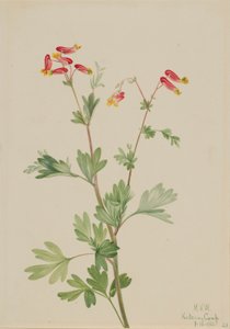 Fumerote rosado (Capnoides sempervirens)