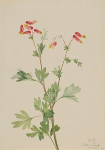 Fumaria rosa Capnoides sempervirens de Mary Vaux Walcott