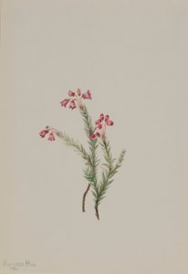 Brezo rosado (Phyllodoce empetriformis) de Mary Vaux Walcott