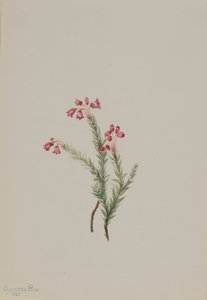 Brezo rosado Phyllodoce empetriformis, 1901 de Mary Vaux Walcott